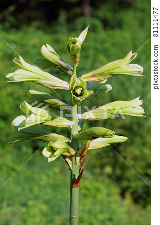 Flowering cardiocrinum cordatum, Tadami Town, Fukushima Prefecture 81111477