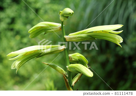 Cardiocrinum flower that has begun to open, Tadami Town, Fukushima Prefecture 81111478