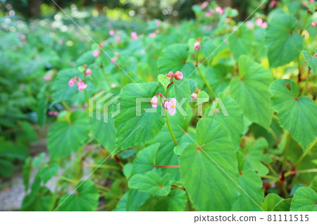 Flower of Shiu-kaido 81111515