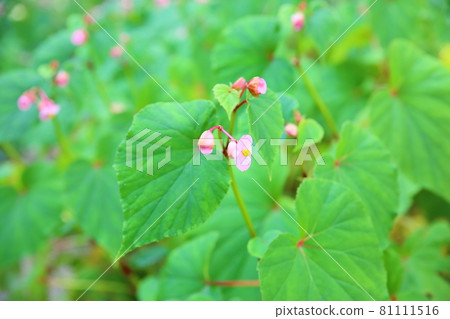 Flower of Shiu-kaido 81111516