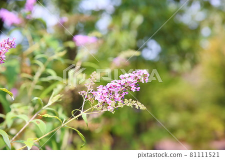 Butterfly bush flowers 81111521