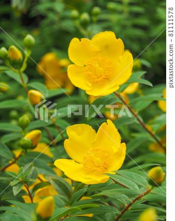 Hypericum patulum in Tokyo Itabashi / Nishidai Ryokuchi Hypericum patulum in Tokyo Itabashi / Nishidai Ryokuchi 81111578