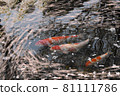櫻花花瓣和鯉魚在水面上流動 81111786