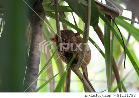 最小的眼鏡猴,Tasha(菲律賓薄荷島) 最小的眼鏡猴,Tasha(菲律賓薄荷島) 81111788
