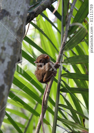 The smallest tarsier, Tasha (Bohol, Philippines) 81111789