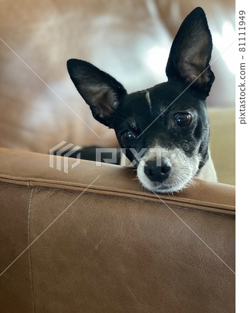 A dog looking at one point and thinking about something 81111949