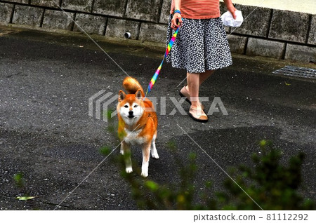 雨後遛狗 81112292