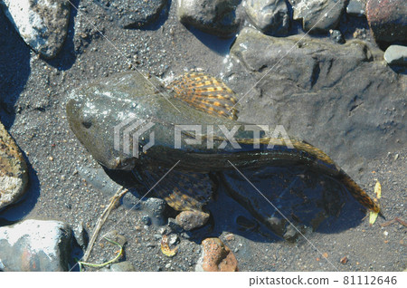 Endangered Ayukake 81112646