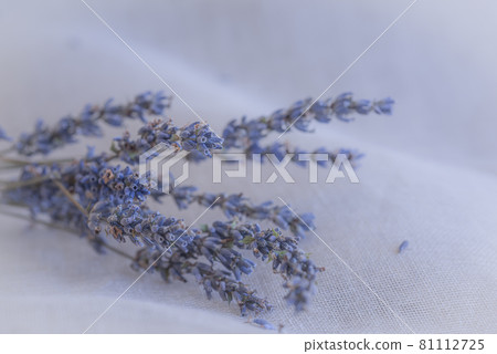 Freshly harvested lavender potpourri, dry lavender on cloth, potpourri, 81112725