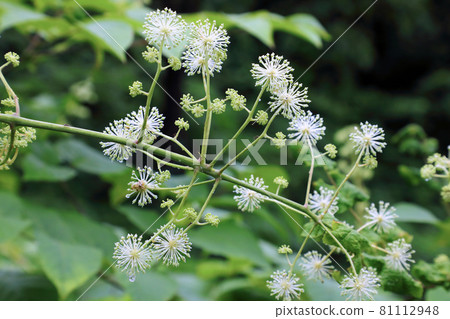 Udo flowers bloom in Tadami Town, Fukushima Prefecture Udo flowers bloom in Tadami Town, Fukushima Prefecture 81112948