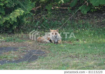 Fox's sunburst 81113220