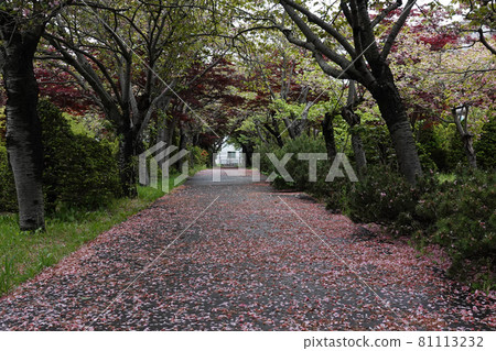 Sakura carpet 81113232