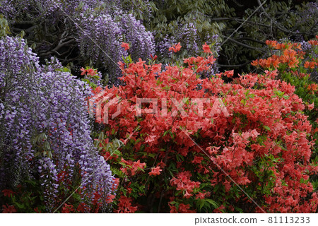 Wisteria and azalea 81113233
