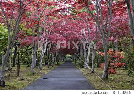 野村根治隧道 81113236
