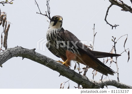 Chiko Hayabusa 81113237