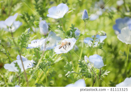 Nemophila 81113325