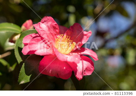 Chaka Sasanqua Chaka Sasanqua 81113396