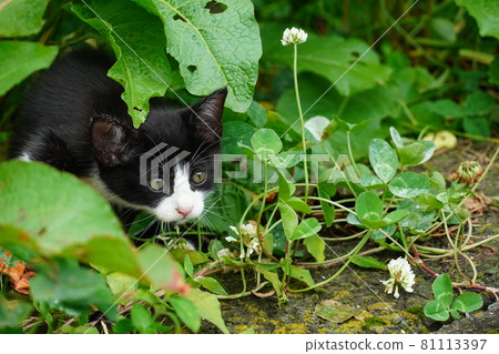 Brothers of cute stray cats that come out one after another from the cracks in the gutter when called Brothers of cute stray cats that come out one after another from the cracks in the gutter when called 81113397