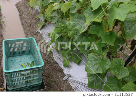 40年前的黃瓜栽培方法 81113527