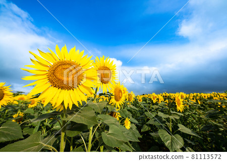 Summer flowers blooming on the sunflower hill Sunflower Summer flowers blooming on the sunflower hill Sunflower 81113572