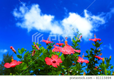 Okinawa's blue sky and red hibiscus 81113894