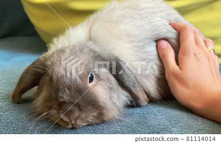 Decorative fold gray rabbit sitting on the couch and the owner strokes him.Selective focus Decorative fold gray rabbit sitting on the couch and the owner strokes him.Selective focus 81114014