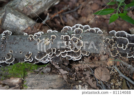 C. versicolor growing on a fallen tree 81114088