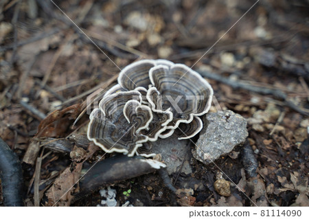 C. versicolor growing on a fallen tree 81114090