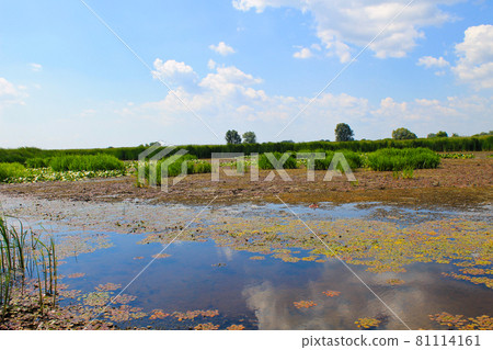 Aquatic plants in a swamp Aquatic plants in a swamp 81114161