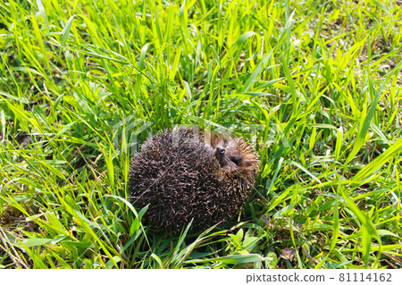 Hedgehog on green grass 81114162