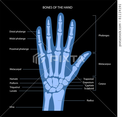 Hand bone anatomy 81114191