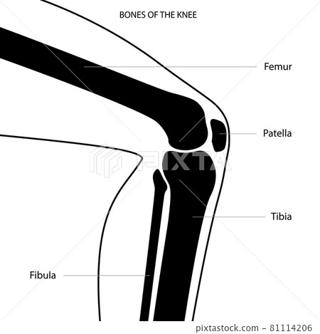 Knee bone anatomy Knee bone anatomy 81114206