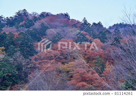 中禪寺湖畔山的秋葉景色@櫪木縣奧日光 中禪寺湖畔山的秋葉景色@櫪木縣奧日光 81114261