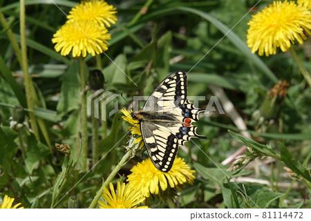 燕尾和蒲公英 81114472