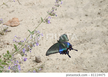 Flight of Miyama crow bean flounder 81114475