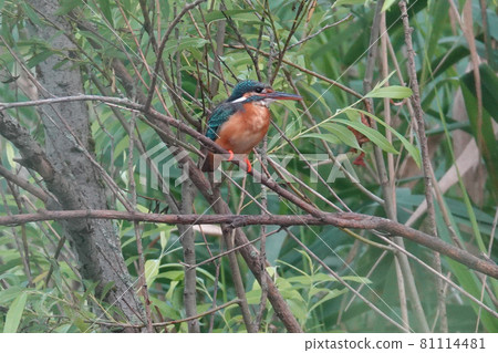 Kingfisher 81114481