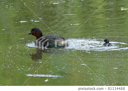 Grebes and children Grebes and children 81114488