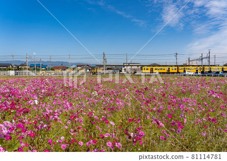 三重縣東印町的波斯菊田和東印站的黃色列車 三重縣東印町的波斯菊田和東印站的黃色列車 81114781