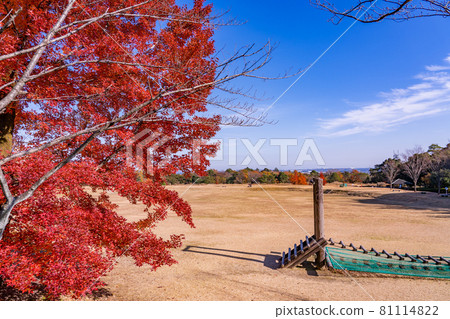 Komono Town, Mie Prefecture Red Fuu Tree in the Mie Prefectural Forest in late autumn Komono Town, Mie Prefecture Red Fuu Tree in the Mie Prefectural Forest in late autumn 81114822
