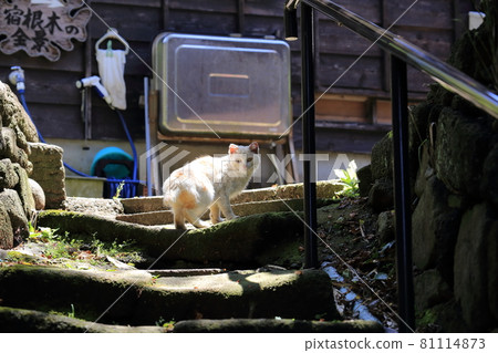 在新潟縣佐渡市宿根木村看到的可愛貓 在新潟縣佐渡市宿根木村看到的可愛貓 81114873