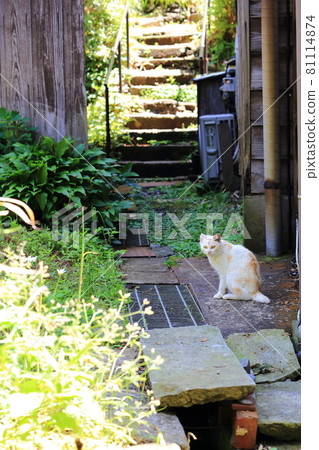 A cute cat I saw in Shukunegi Village, Sado, Niigata 81114874