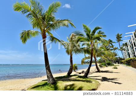 夏威夷的假期 夏威夷的假期 81114883