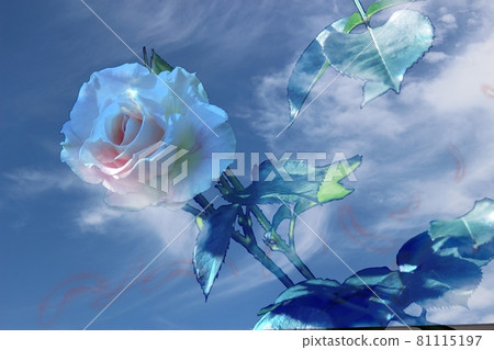 Exhilarating-rose roses Exhilarating-rose roses 81115197