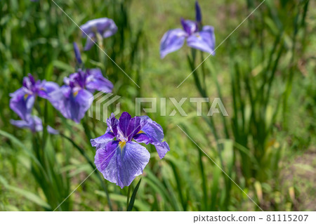 Purple flower iris in Kameyama Park Shobuen, Kameyama City, Mie Prefecture 81115207