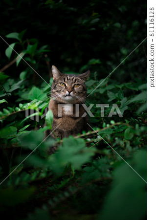 tabby cat outdoors amid green plants and lush foliage 81116128