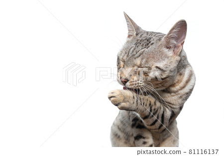 silver tabby bengal cat cleaning licking paw on white background 81116137