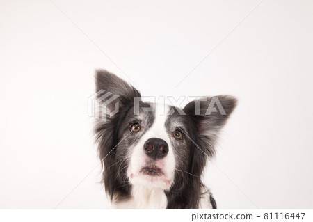 Border collie shot on a white background Border collie shot on a white background 81116447