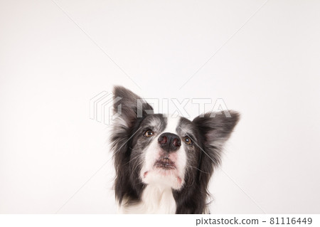 Border collie shot on a white background Border collie shot on a white background 81116449