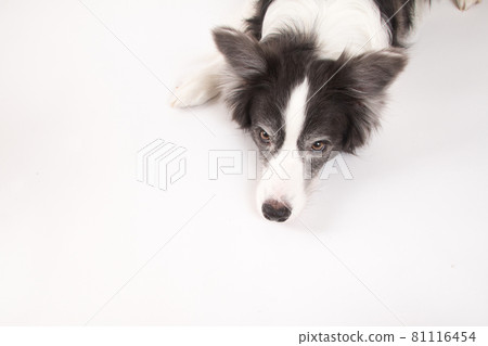 Border collie shot on a white background Border collie shot on a white background 81116454