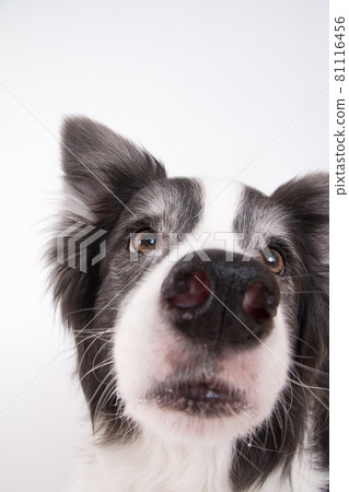 Border collie shot on a white background 81116456
